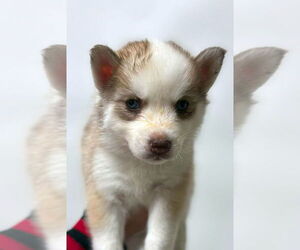 Siberian Husky Dogs for adoption in Matawan, NJ, USA