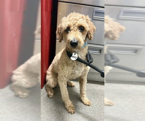 Poodle (Miniature) Dogs for adoption in Forestville, MD, USA