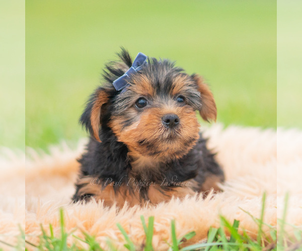 Medium Photo #5 Yorkshire Terrier Puppy For Sale in WARSAW, IN, USA
