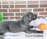 Small Photo #4 Great Dane Puppy For Sale in GOSHEN, IN, USA