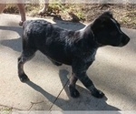 Small Photo #9 Australian Cattle Dog Puppy For Sale in SYLMAR, CA, USA