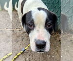 Small #2 American Staffordshire Terrier-Bulldog Mix