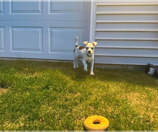 Medium Photo #2 Mutt Puppy For Sale in New London, WI, USA