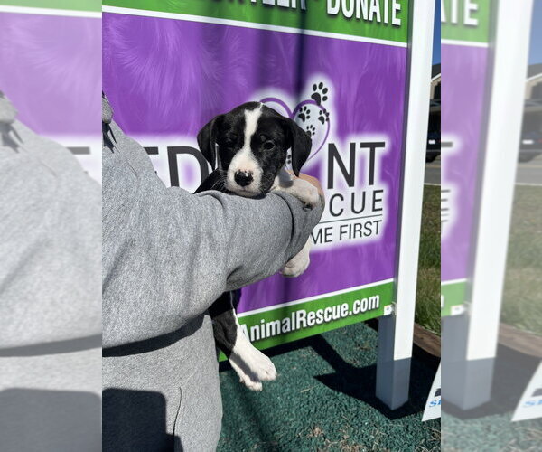 Medium Photo #2 Boxer-Unknown Mix Puppy For Sale in Mooresville, NC, USA