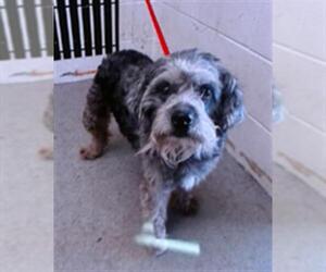 Poodle (Miniature) Dogs for adoption in San Bernardino, CA, USA