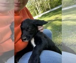 Small Photo #37 Labradoodle Puppy For Sale in KIRKSVILLE, MO, USA