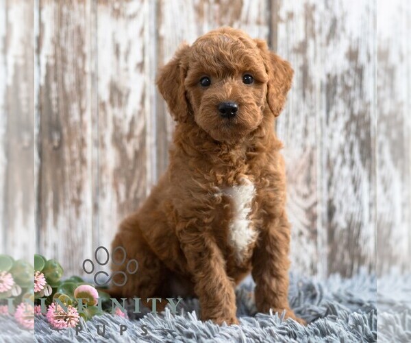 Medium Photo #3 Goldendoodle (Miniature) Puppy For Sale in SUNBURY, PA, USA