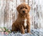 Small #2 Goldendoodle (Miniature)