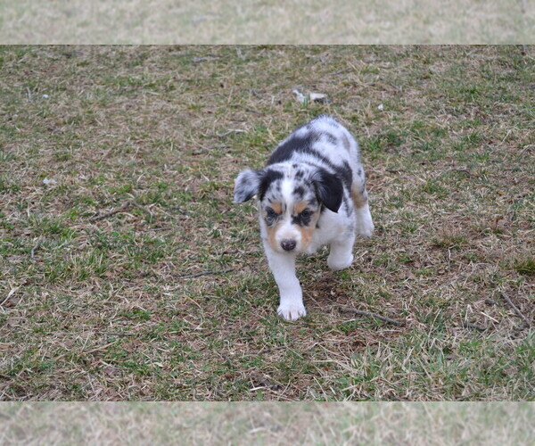 Medium Photo #11 Australian Shepherd Puppy For Sale in DIXON, MO, USA