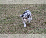 Small Photo #11 Australian Shepherd Puppy For Sale in DIXON, MO, USA