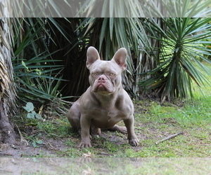 Father of the French Bulldog puppies born on 05/08/2023