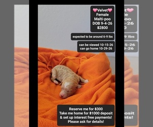 Maltipoo (Toy) Puppy for sale in TUCSON, AZ, USA