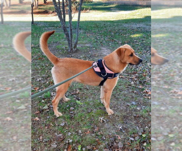 Medium Photo #5 Black Mouth Cur-Labrador Retriever Mix Puppy For Sale in Mountain View, AR, USA