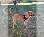 Small #4 Black Mouth Cur-Labrador Retriever Mix