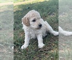 Small #11 Poodle (Standard)