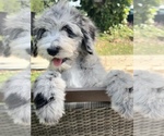 Small #6 Aussiedoodle