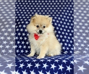 Pomeranian Puppy for sale in CHRISTIANA, PA, USA