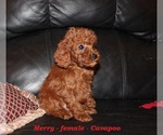 Small #1 Cavapoo (Miniature)