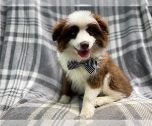 Australian Shepherd Puppy for sale in LAKELAND, FL, USA