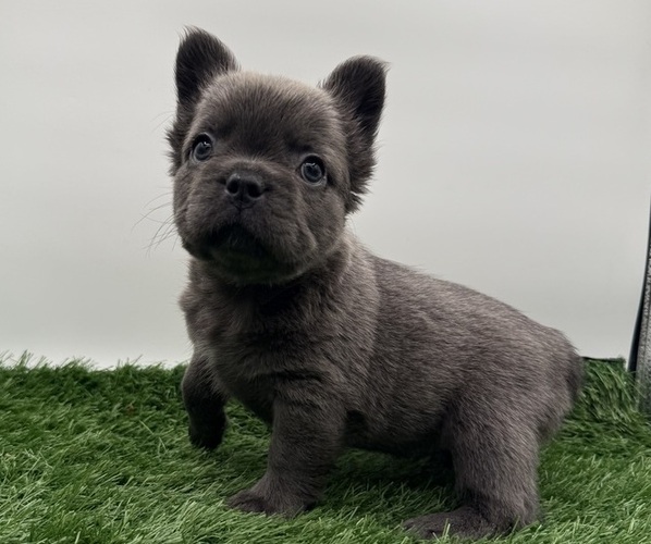 Medium Photo #1 French Bulldog Puppy For Sale in RIVERSIDE, CA, USA