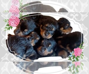 Rottweiler Puppy for sale in DRAPER, VA, USA