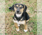 Small Photo #10 Beagle-Unknown Mix Puppy For Sale in McKinney, TX, USA