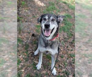 Siberian Husky Dogs for adoption in Palmetto, FL, USA