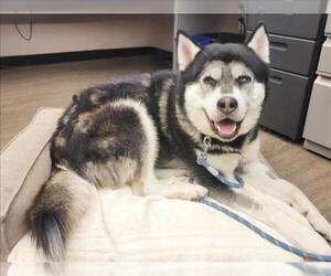 Siberian Husky-Unknown Mix Dogs for adoption in Martinez, CA, USA