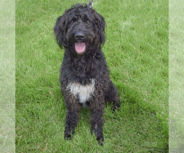 Medium Photo #6 Mutt Puppy For Sale in Huntley, IL, USA