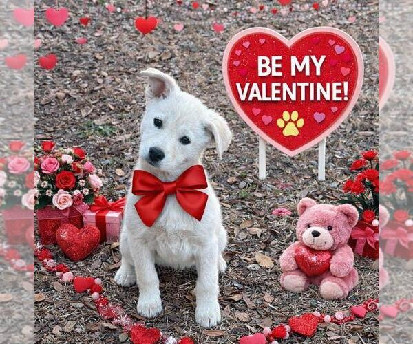 Medium Photo #1 Shiba Inu-Unknown Mix Puppy For Sale in Yardley, PA, USA