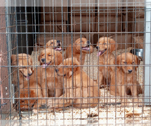 Golden Retriever Puppy for sale in SPOTSYLVANIA, VA, USA