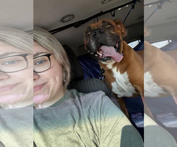 Medium Photo #3 Boxer Puppy For Sale in Burnsville, MN, USA