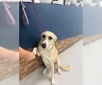 Small Anatolian Shepherd-Labrador Retriever Mix