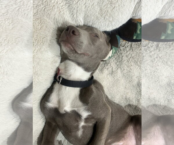 Medium Photo #3 American Pit Bull Terrier-American Staffordshire Terrier Mix Puppy For Sale in Phoenix, AZ, USA