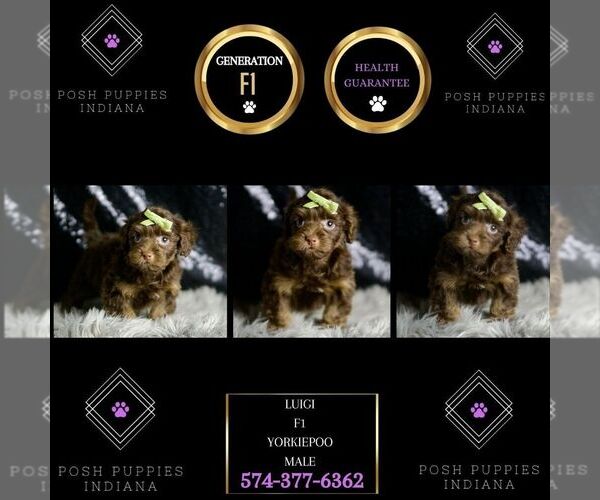 Medium Photo #8 Yorkipoo Puppy For Sale in WARSAW, IN, USA