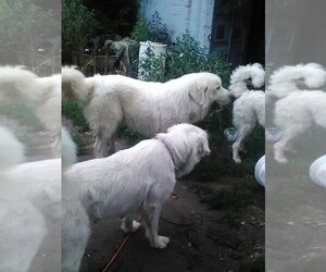 Father of the Great Pyrenees puppies born on 05/15/2025