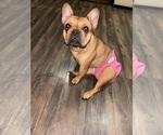 Small Photo #1 French Bulldog Puppy For Sale in HOUSTON, TX, USA