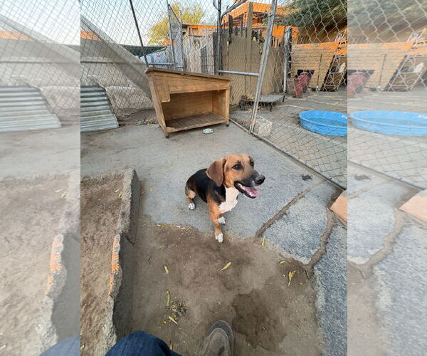 Medium Photo #2 Beagle-Unknown Mix Puppy For Sale in Apple Valley, CA, USA