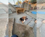 Small #1 Beagle Mix