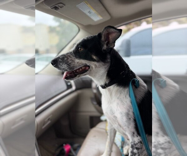 Medium Photo #3 Mutt Puppy For Sale in Pacifica, CA, USA