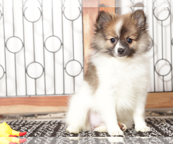 Medium Photo #4 Pomeranian Puppy For Sale in NAPLES, FL, USA
