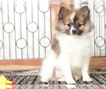 Small #3 Pomeranian