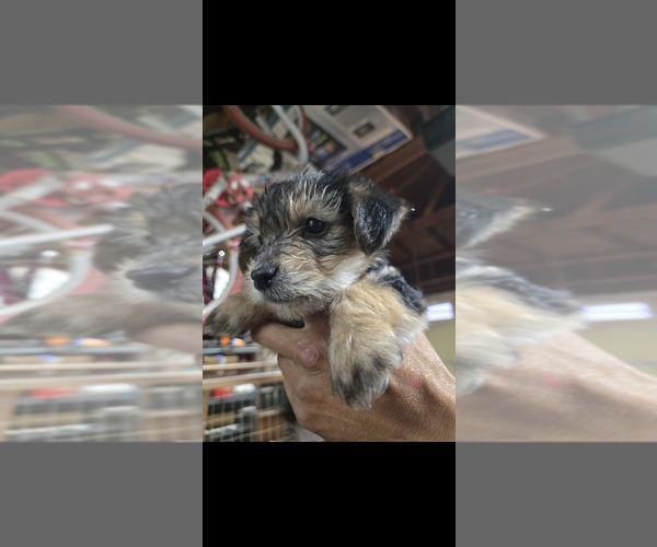 Medium Photo #2 Yorkshire Terrier Puppy For Sale in PITTSBURG, CA, USA