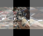 Small #1 Yorkshire Terrier