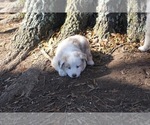 Small Photo #11 Australian Shepherd Puppy For Sale in MERIDIANVILLE, AL, USA