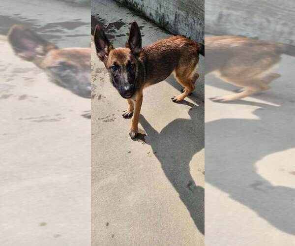 Medium Photo #1 German Shepherd Dog-Unknown Mix Puppy For Sale in Imlay City, MI, USA
