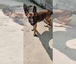 Small German Shepherd Dog Mix