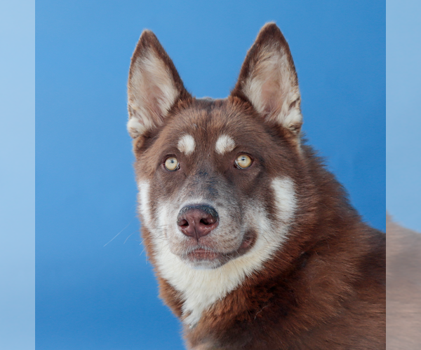 Medium Photo #1 Siberian Husky Puppy For Sale in Pasadena, CA, USA