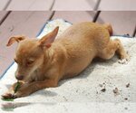 Small Photo #11 Chihuahua-Unknown Mix Puppy For Sale in Spring, TX, USA