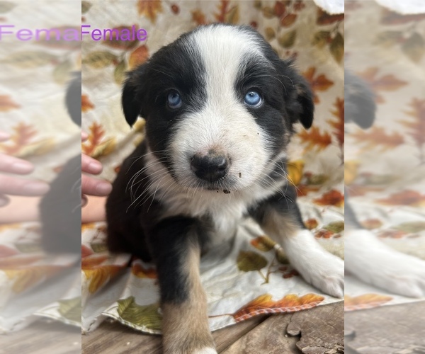 Medium Photo #1 Australian Shepherd Puppy For Sale in COTOPAXI, CO, USA